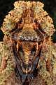 Phloea corticata 2
